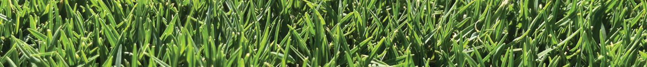 Santa Ana Couch Turf | Super fine Lawn | Kentucky Turf Nursery